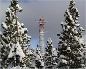Niwot Ridge tower, framed by snow topped trees