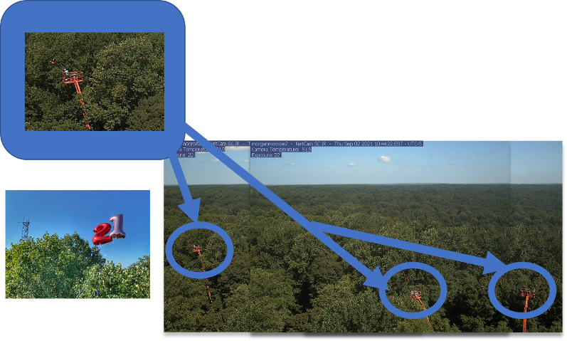 Collage of phenocam photos showing a boom lift in the tree canopy at different positions, and a close up of a tree labeled with mylar balloons.